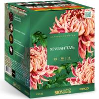 Хризантемы Фейерверк купить в Балтийске | baltijsk.salutsklad.ru